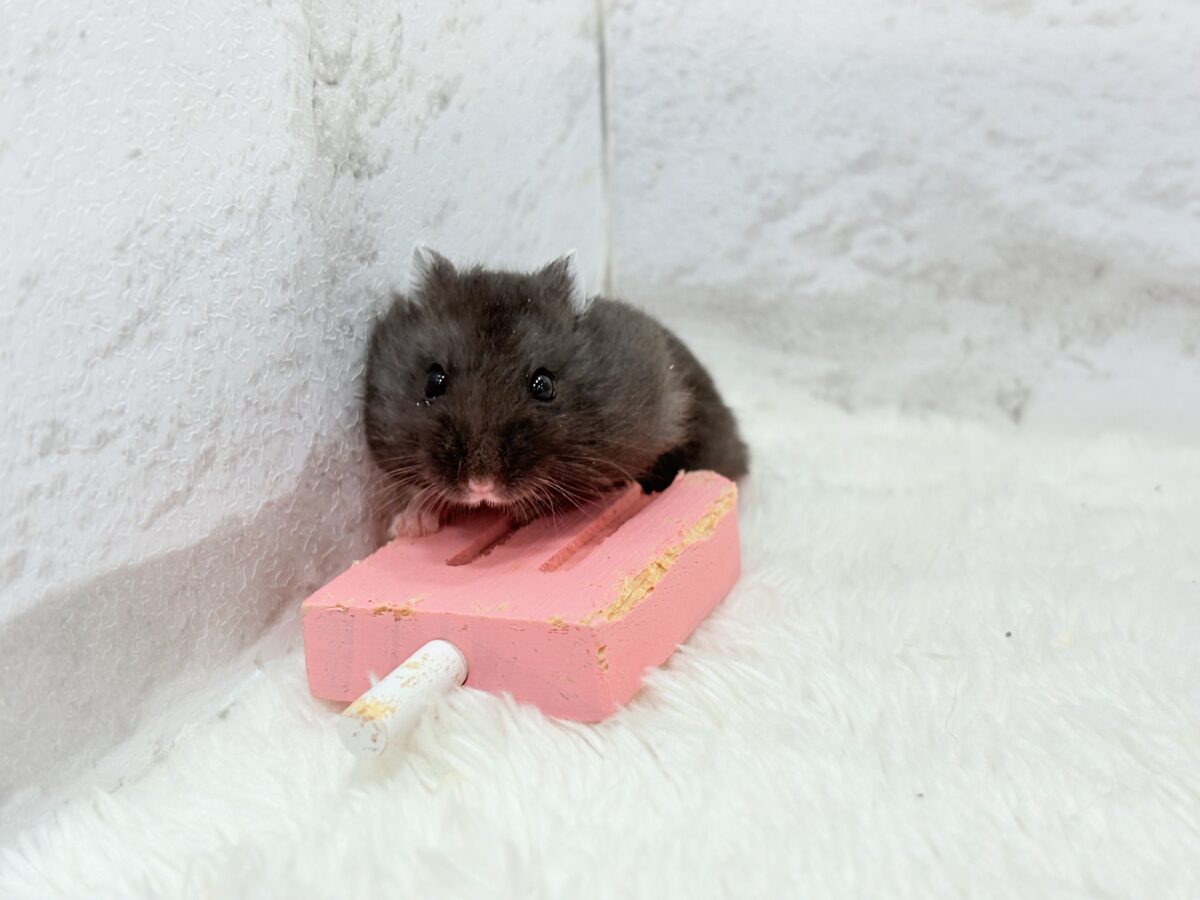 暑い夏🏖アイスバーを一緒に食べよう🐹🍭ブラックジャンガリアンハムスター(女の子) ドワーフハムスターの1種