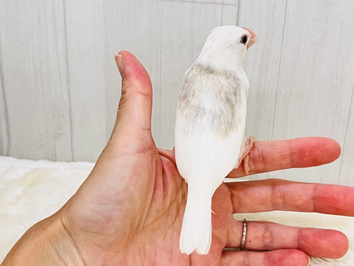 かくれモチモチ♡1人餌の幼さの残る白文鳥✨🪽 白文鳥