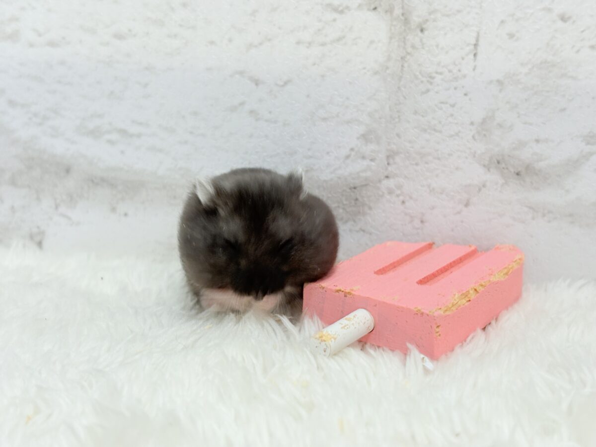 暑い夏🏖アイスバーを一緒に食べよう🐹🍭ブラックジャンガリアンハムスター(女の子) ドワーフハムスターの1種