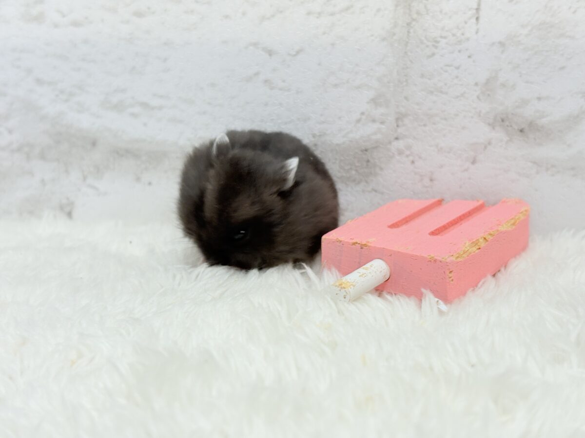 暑い夏🏖アイスバーを一緒に食べよう🐹🍭ブラックジャンガリアンハムスター(女の子) ドワーフハムスターの1種