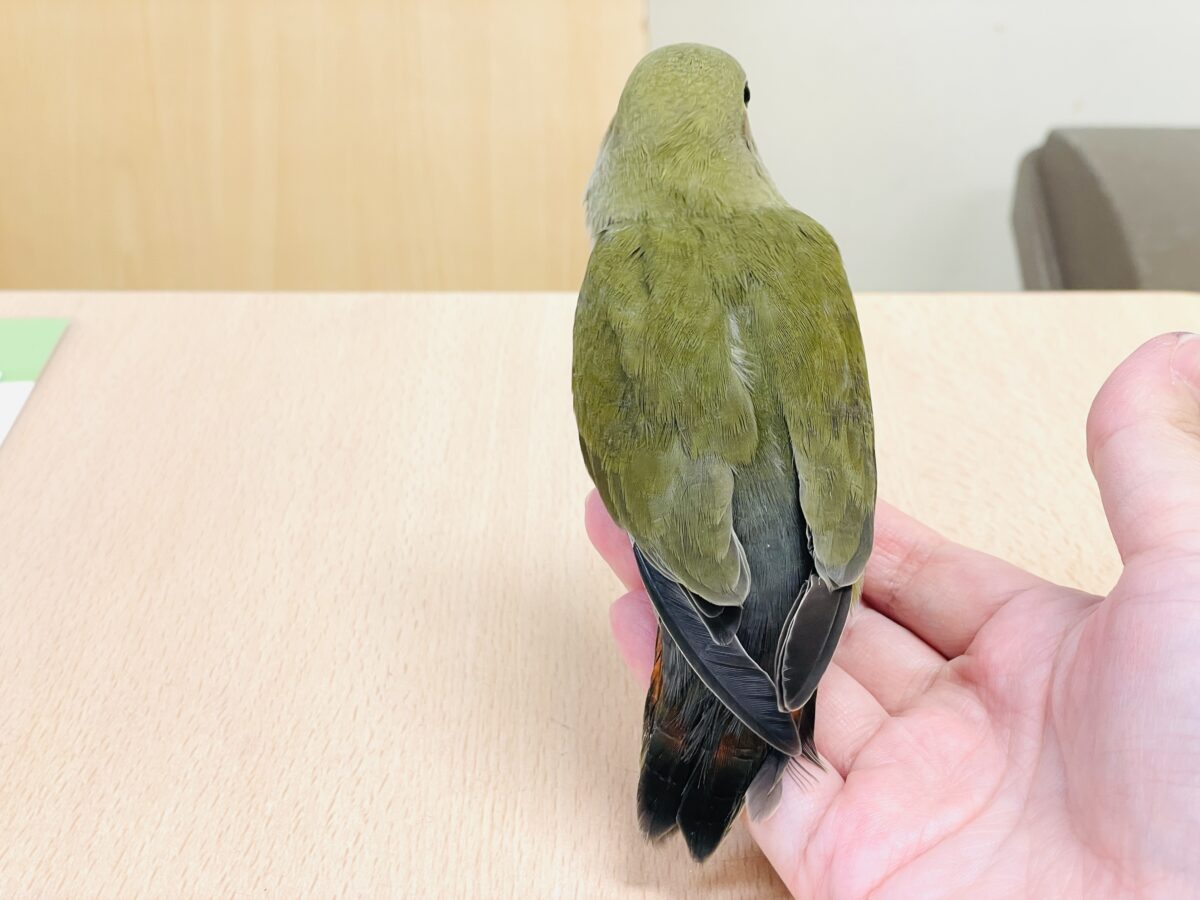 コザクラインコ（小桜インコ）