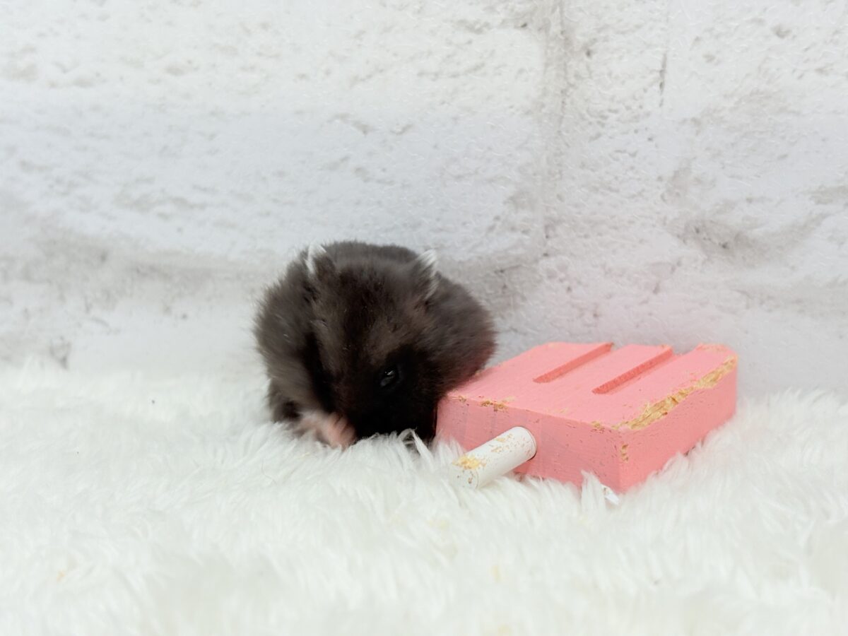 暑い夏🏖アイスバーを一緒に食べよう🐹🍭ブラックジャンガリアンハムスター(女の子) ドワーフハムスターの1種