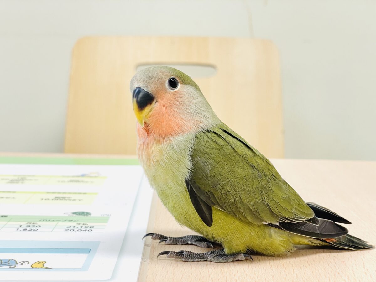 コザクラインコ（小桜インコ）
