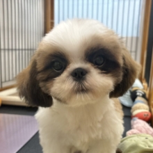 超ホヤホヤ最新画像✨愛の突撃準備完了〜！！！シーズーくん！