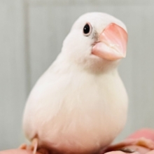 かくれモチモチ♡1人餌の幼さの残る白文鳥✨🪽