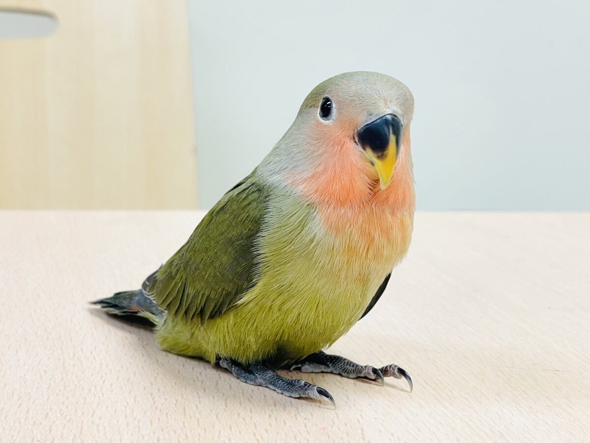 コザクラインコ（小桜インコ）