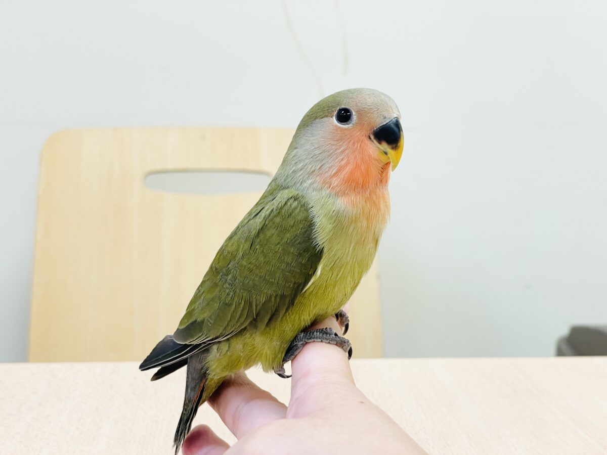 コザクラインコ（小桜インコ）