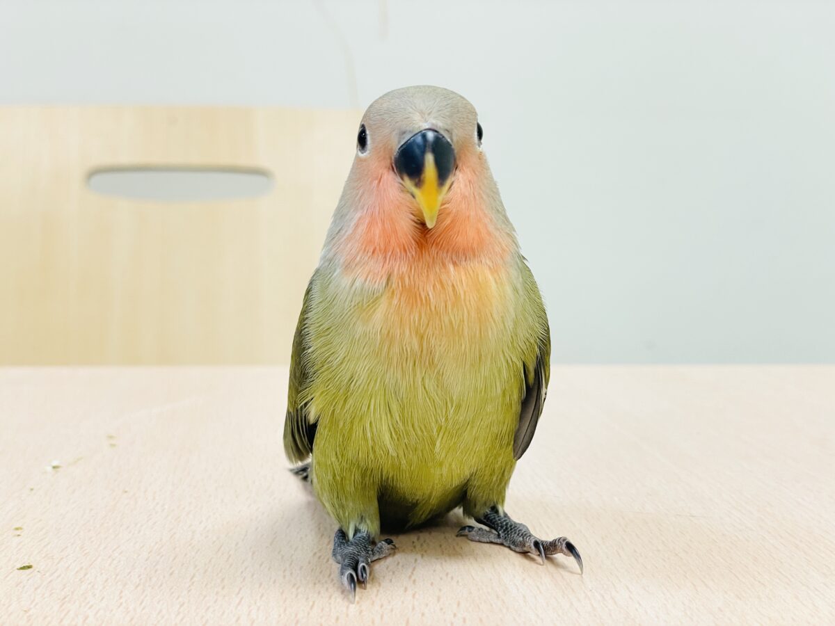 コザクラインコ（小桜インコ）