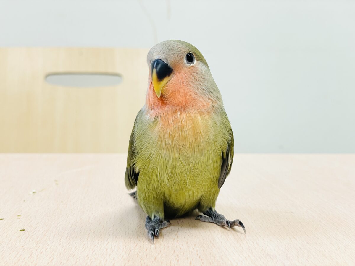 コザクラインコ（小桜インコ）