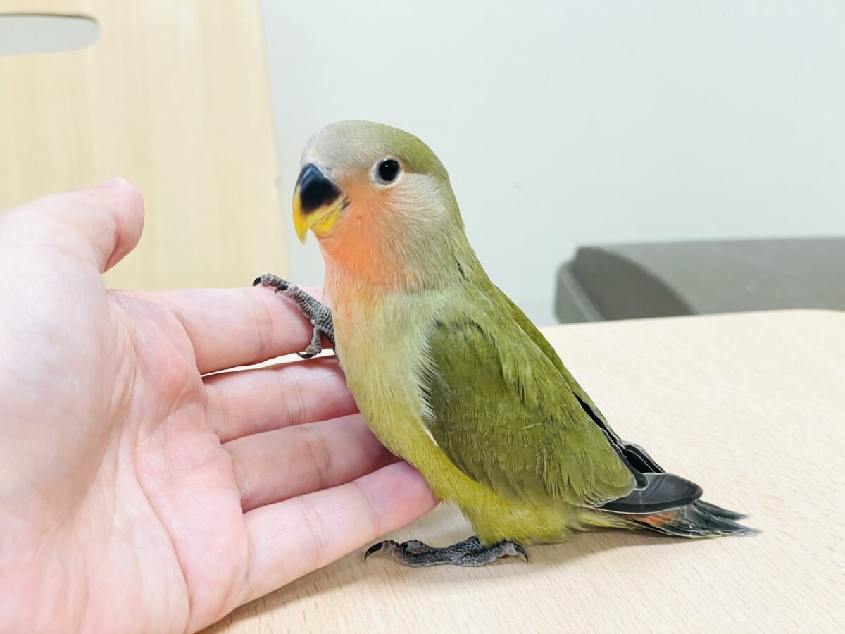 コザクラインコ（小桜インコ）