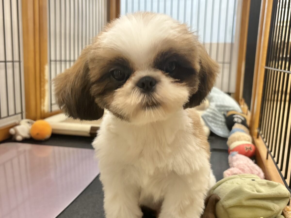 超ホヤホヤ最新画像✨愛の突撃準備完了〜!!!シーズーくん! シーズー