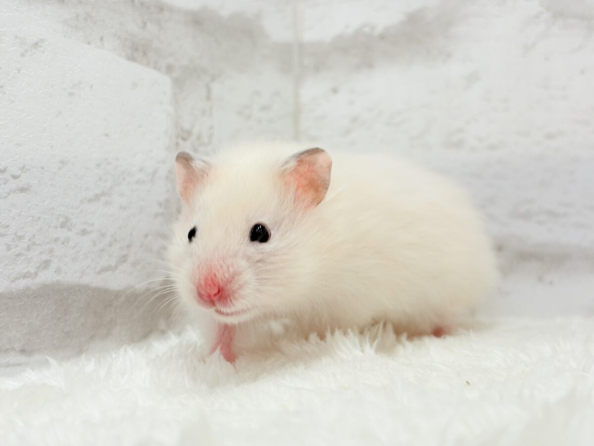 淡々ふんわり🐹🍬長毛ハムスター(女の子) ゴールデンハムスター
