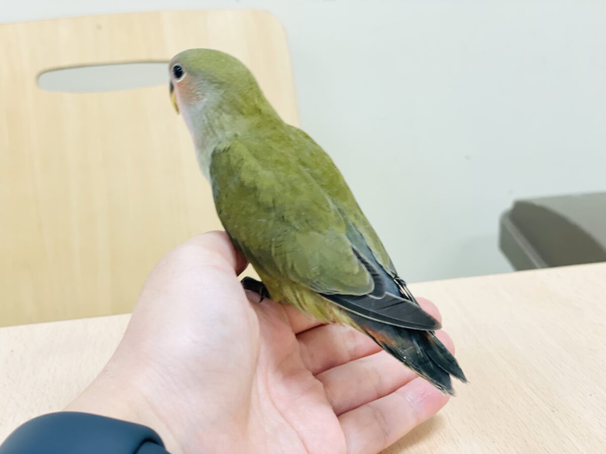 コザクラインコ（小桜インコ）