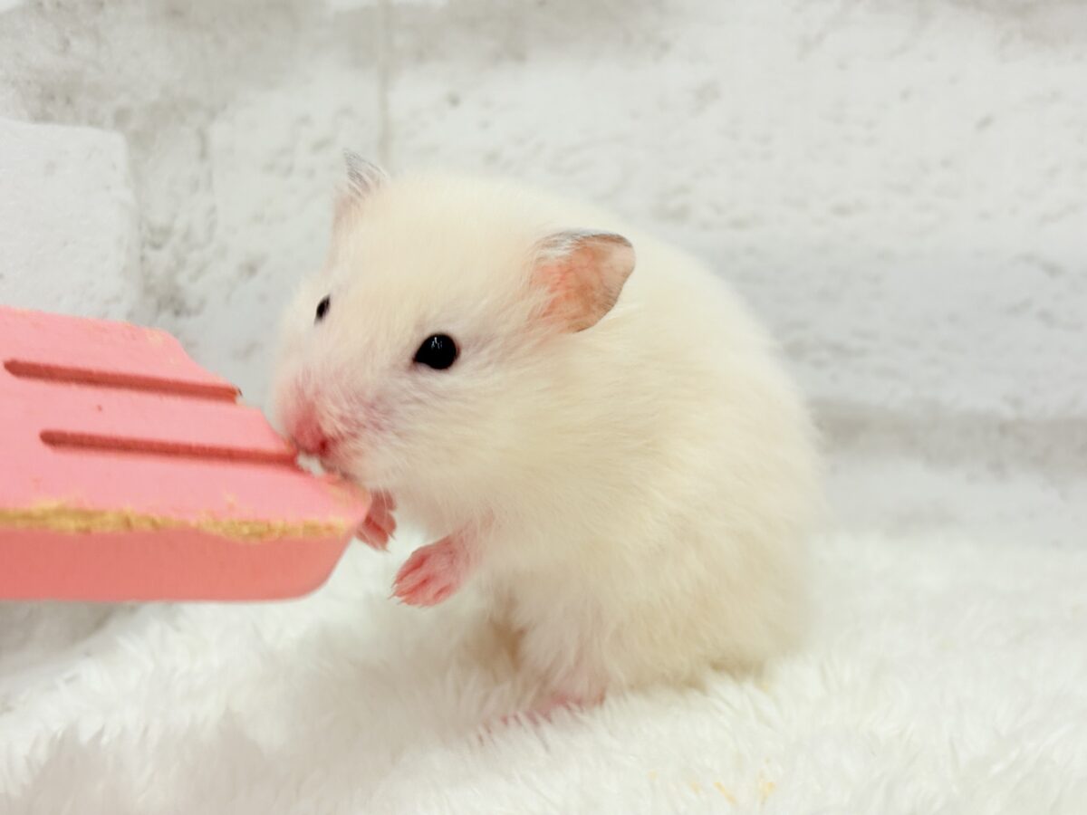 淡々ふんわり🐹🍬長毛ハムスター(女の子) ゴールデンハムスター