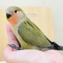 【最新画像】深み感じる濃いカラ〜🍵🫒コザクラインコ(オリーブ)ヒナ