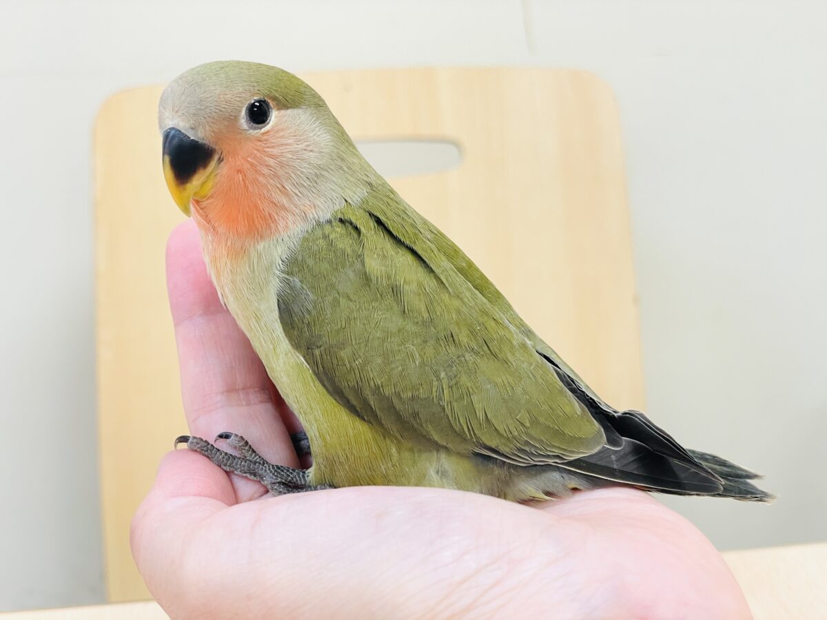 【最新画像】深み感じる濃いカラ〜🍵🫒コザクラインコ(オリーブ)ヒナ