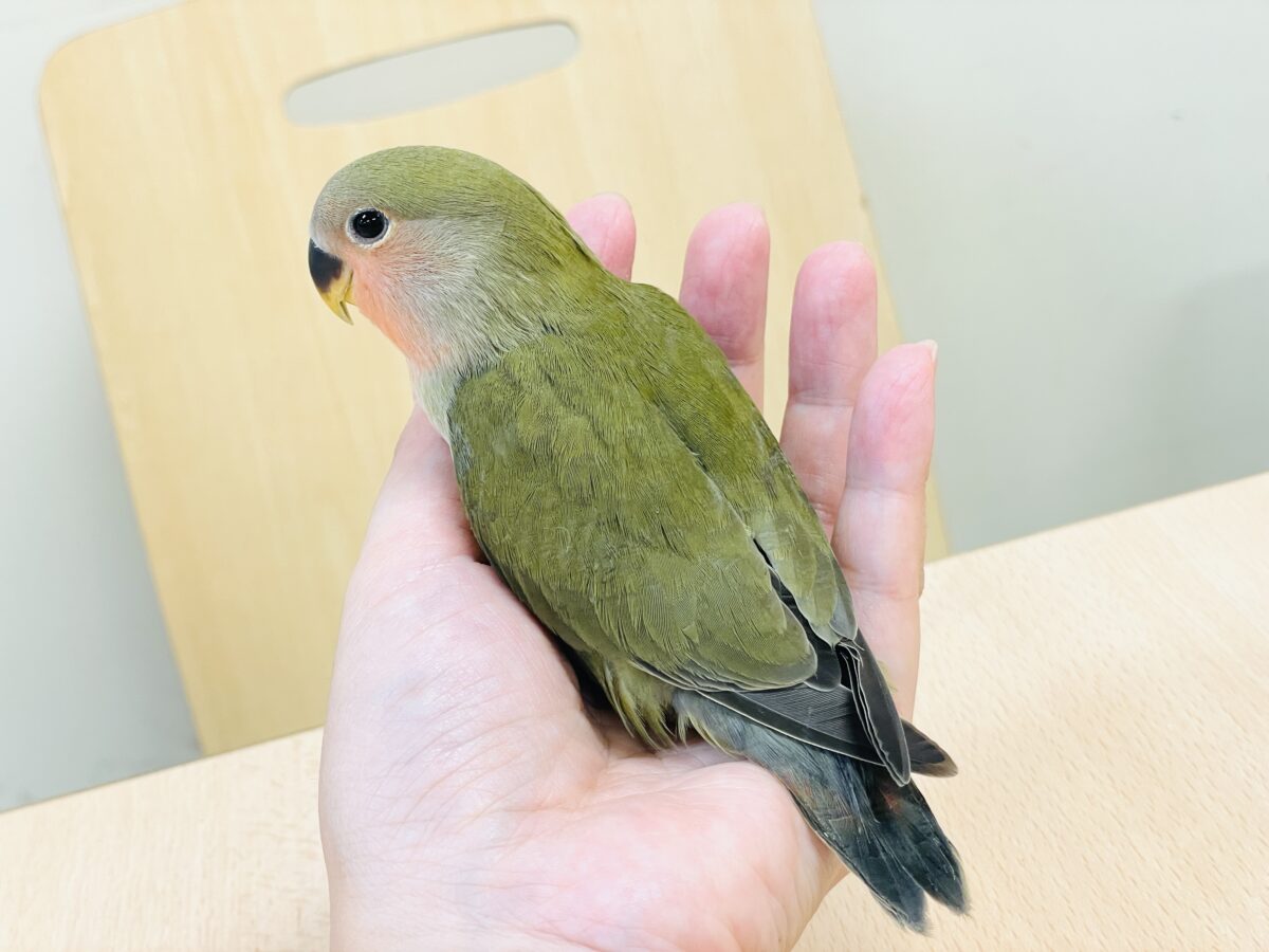 コザクラインコ（小桜インコ）