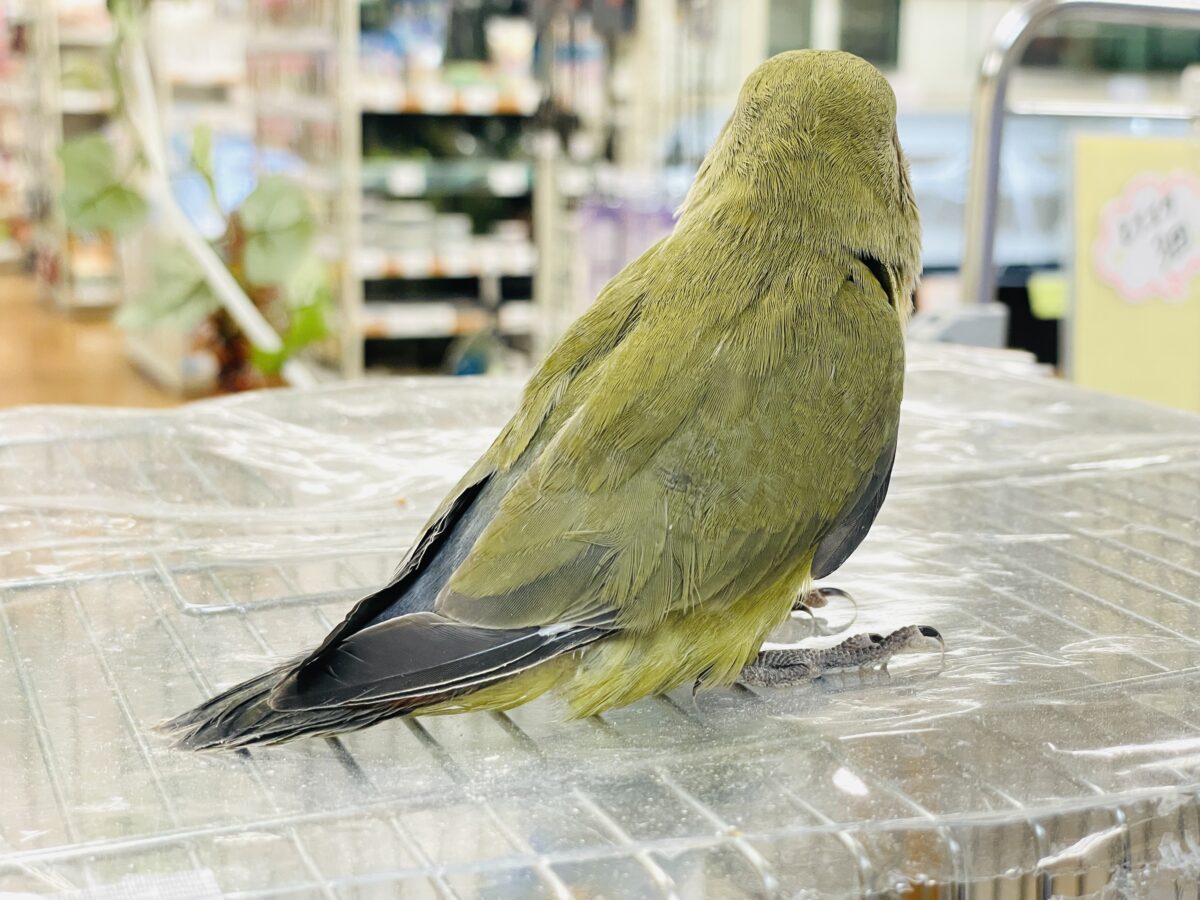 コザクラインコ（小桜インコ）