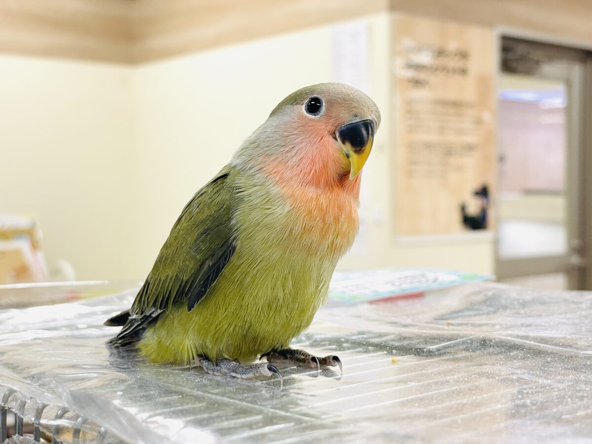 コザクラインコ（小桜インコ）