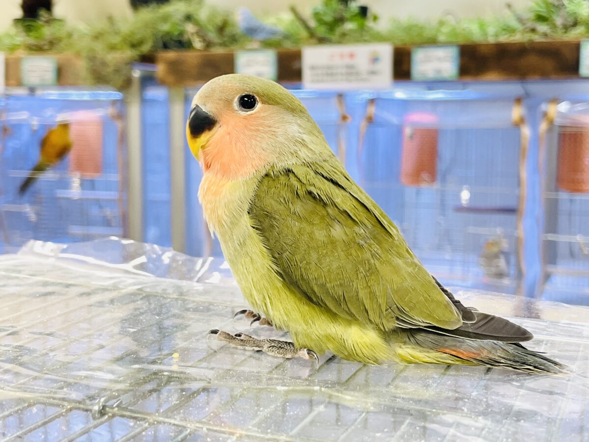 コザクラインコ（小桜インコ）