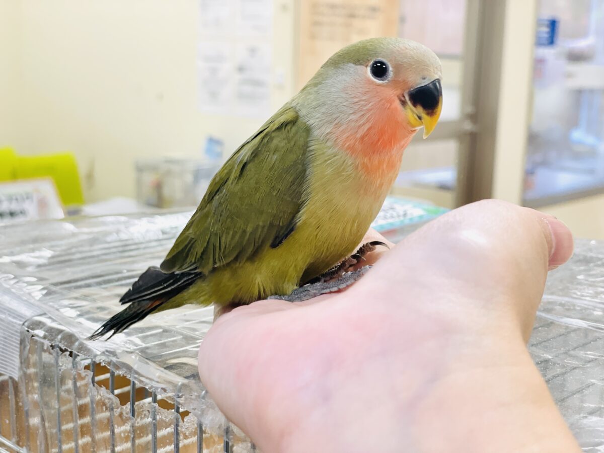 コザクラインコ（小桜インコ）