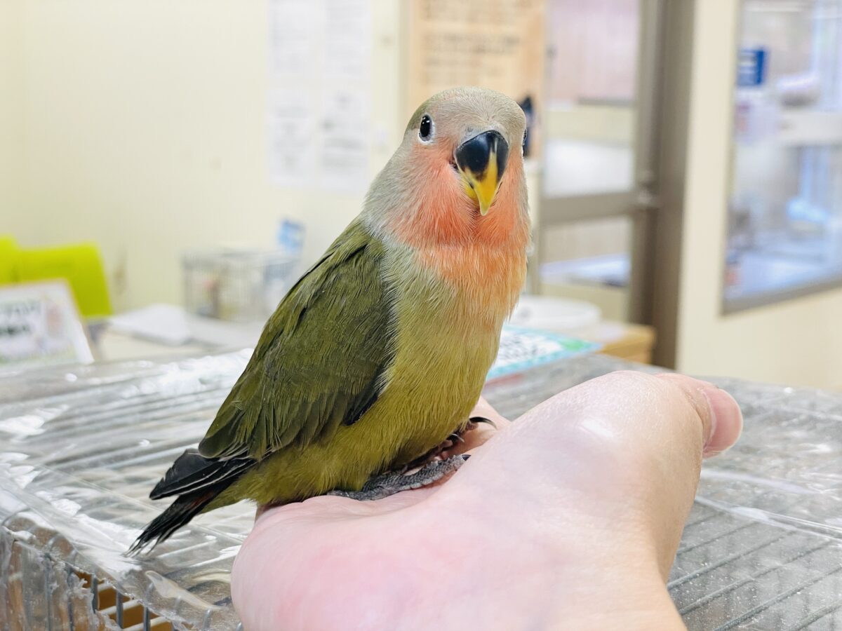 コザクラインコ（小桜インコ）