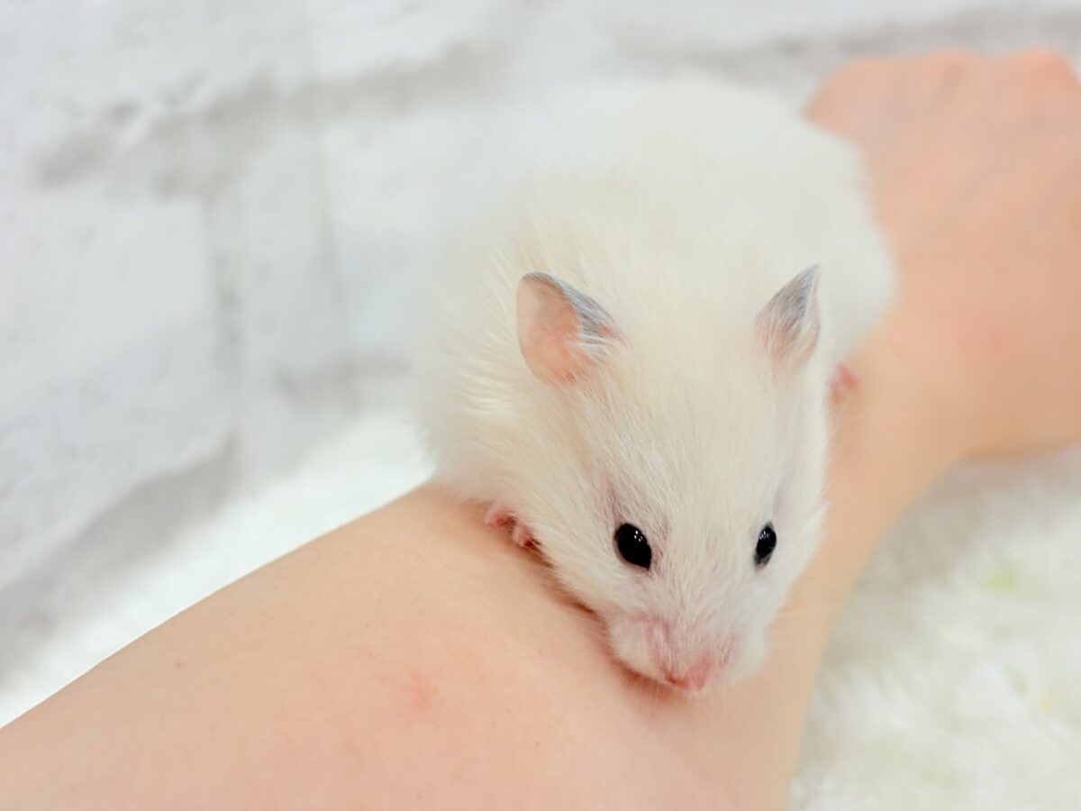 淡々ふんわり🐹🍬長毛ハムスター(女の子) ゴールデンハムスター