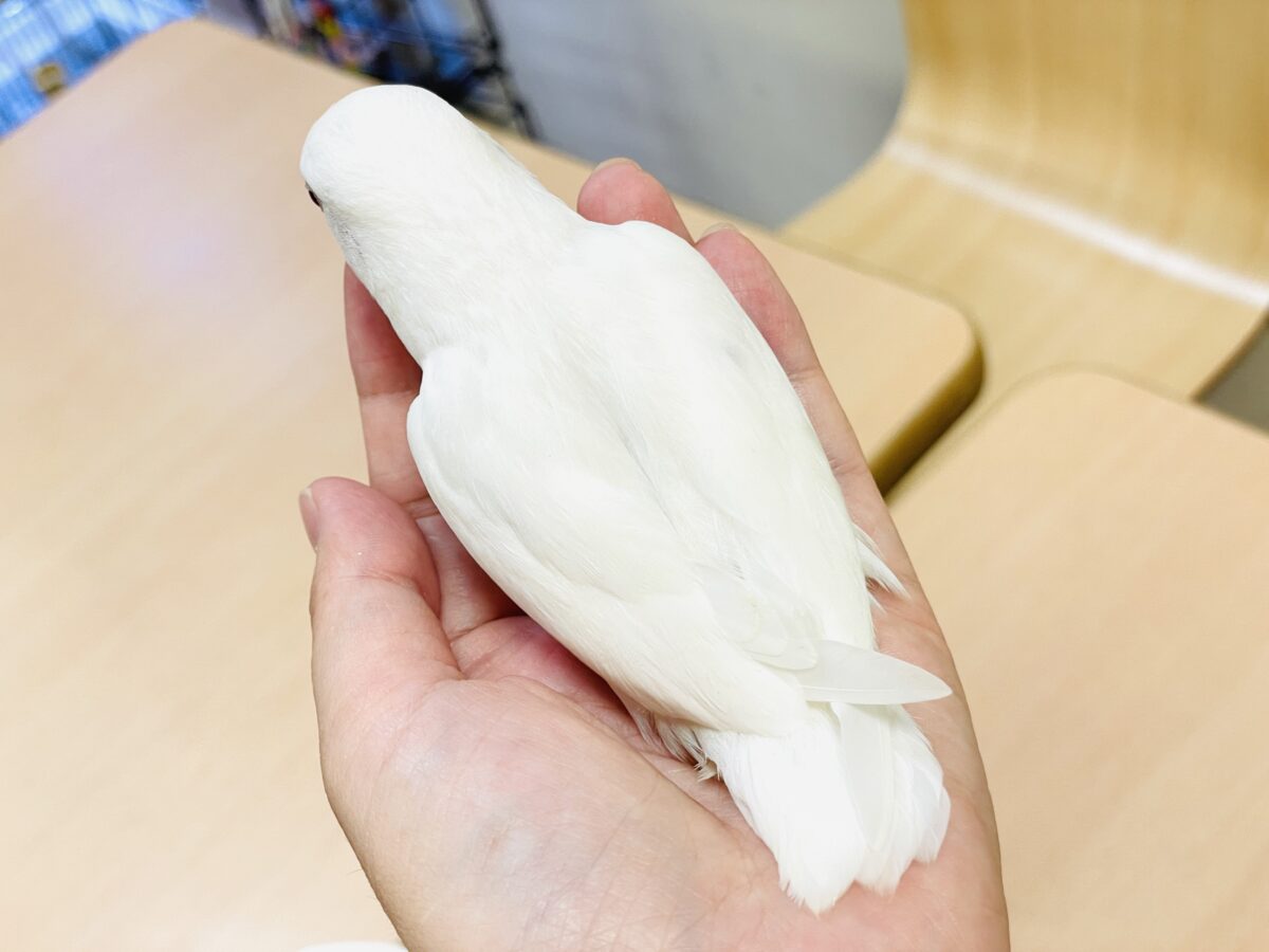 【最新画像】空から舞い降りてきた天使👼コザクラインコ(ペルーファロー)ヒナ コザクラインコ(小桜インコ)