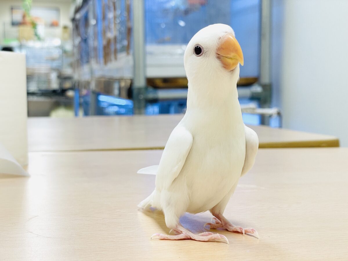 【最新画像】空から舞い降りてきた天使👼コザクラインコ(ペルーファロー)ヒナ コザクラインコ(小桜インコ)