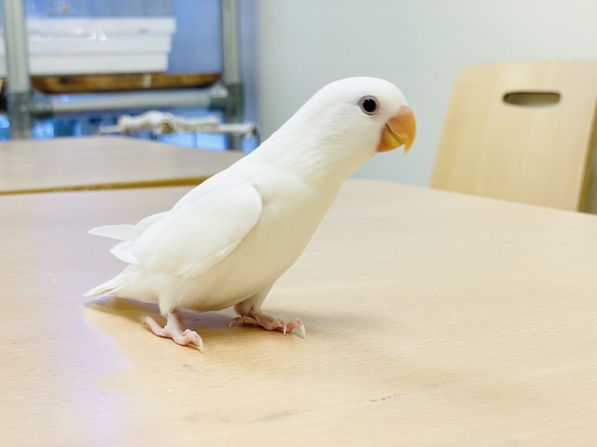 【最新画像】空から舞い降りてきた天使👼コザクラインコ(ペルーファロー)ヒナ コザクラインコ(小桜インコ)
