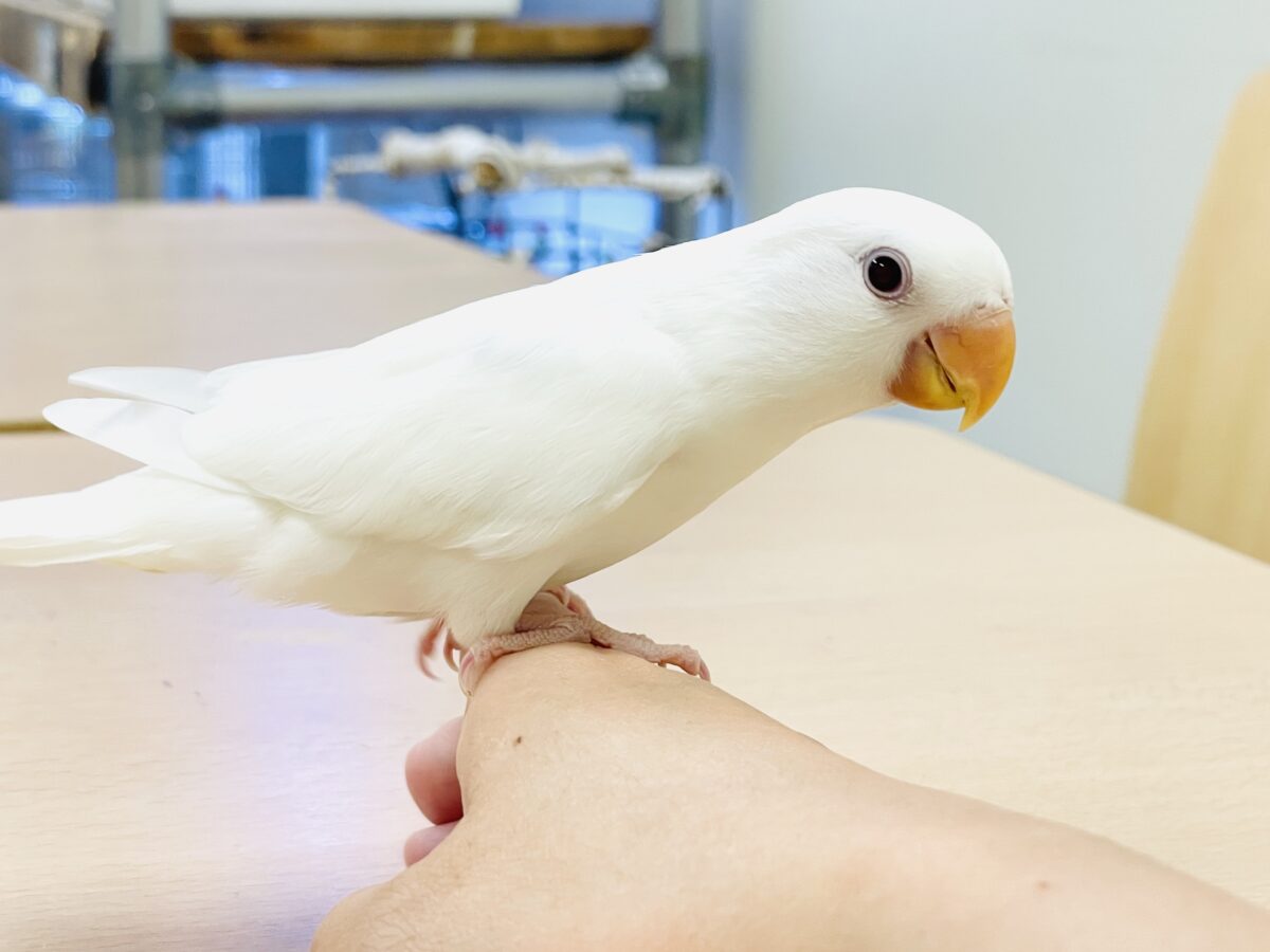 【最新画像】空から舞い降りてきた天使👼コザクラインコ(ペルーファロー)ヒナ コザクラインコ(小桜インコ)