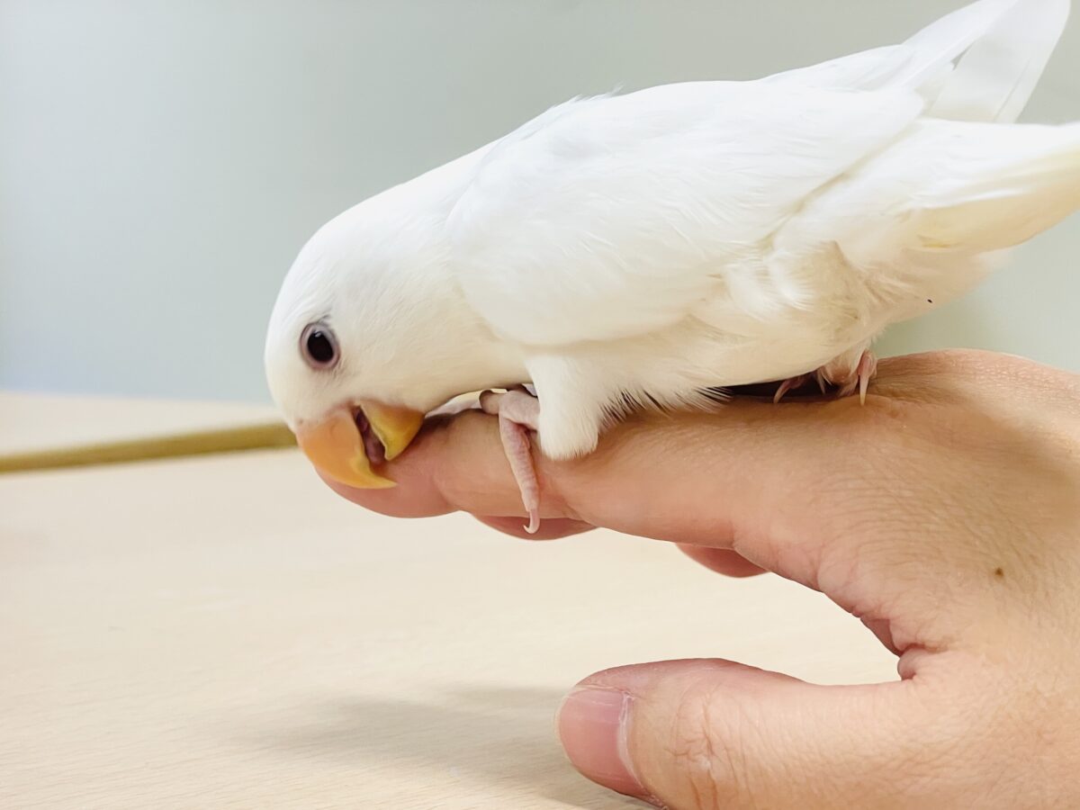 【最新画像】空から舞い降りてきた天使👼コザクラインコ(ペルーファロー)ヒナ コザクラインコ(小桜インコ)