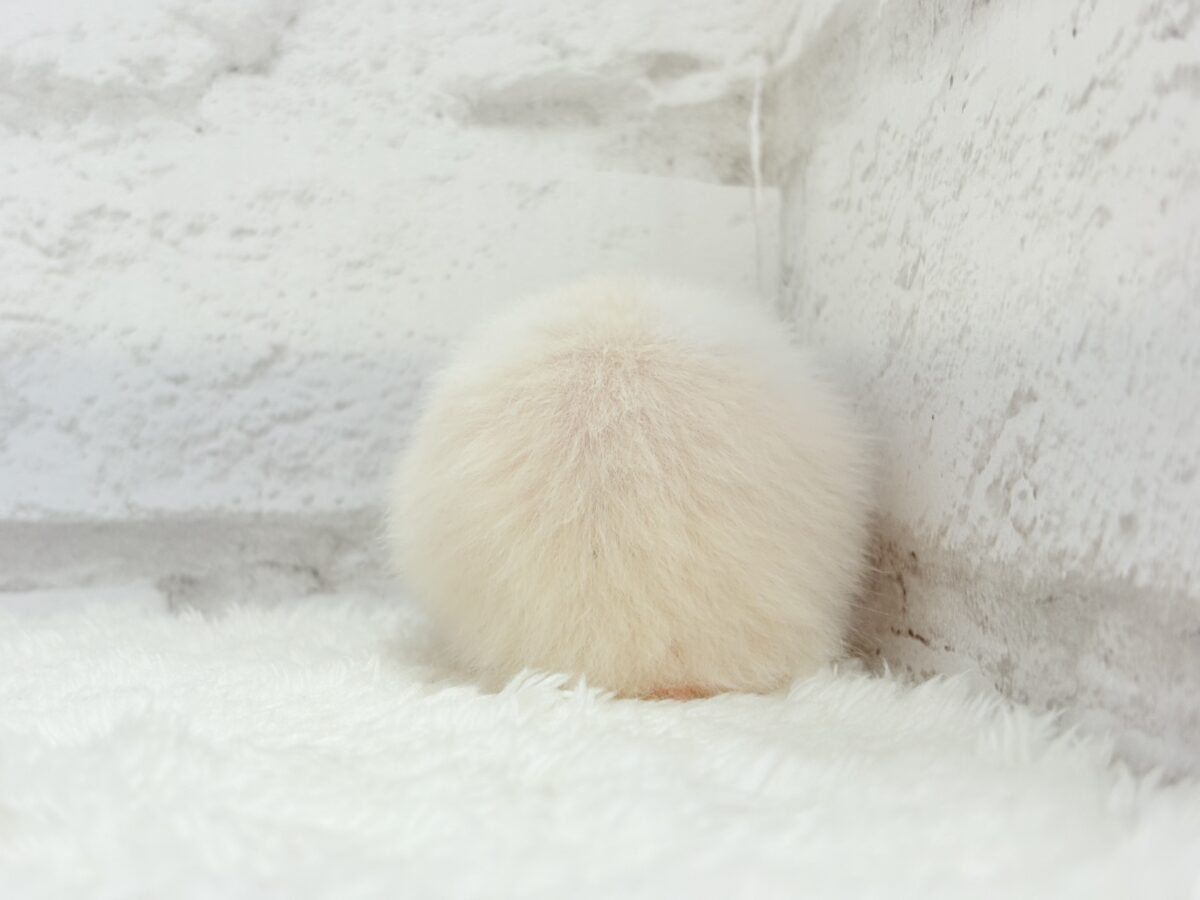淡々ふんわり🐹🍬長毛ハムスター(女の子) ゴールデンハムスター