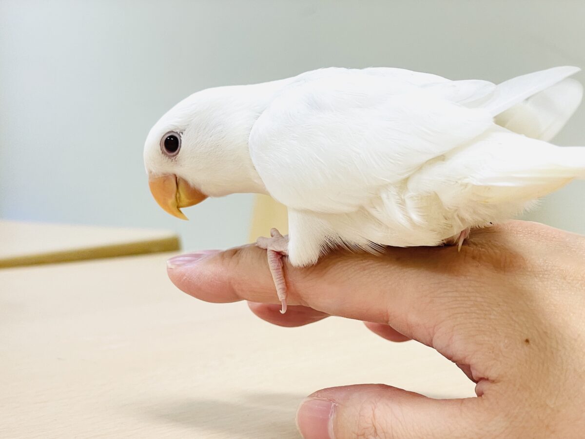 【最新画像】空から舞い降りてきた天使👼コザクラインコ(ペルーファロー)ヒナ コザクラインコ(小桜インコ)