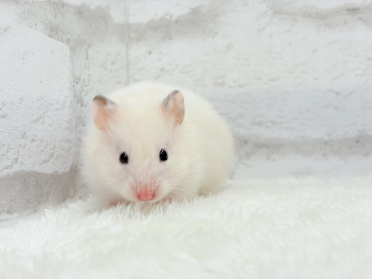 淡々ふんわり🐹🍬長毛ハムスター(女の子) ゴールデンハムスター