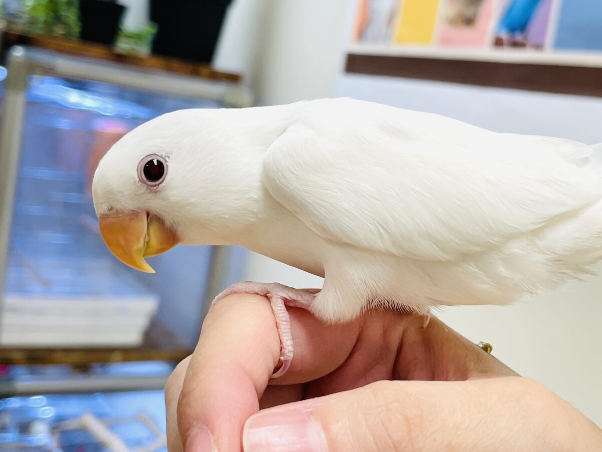 【最新画像】空から舞い降りてきた天使👼コザクラインコ(ペルーファロー)ヒナ コザクラインコ(小桜インコ)