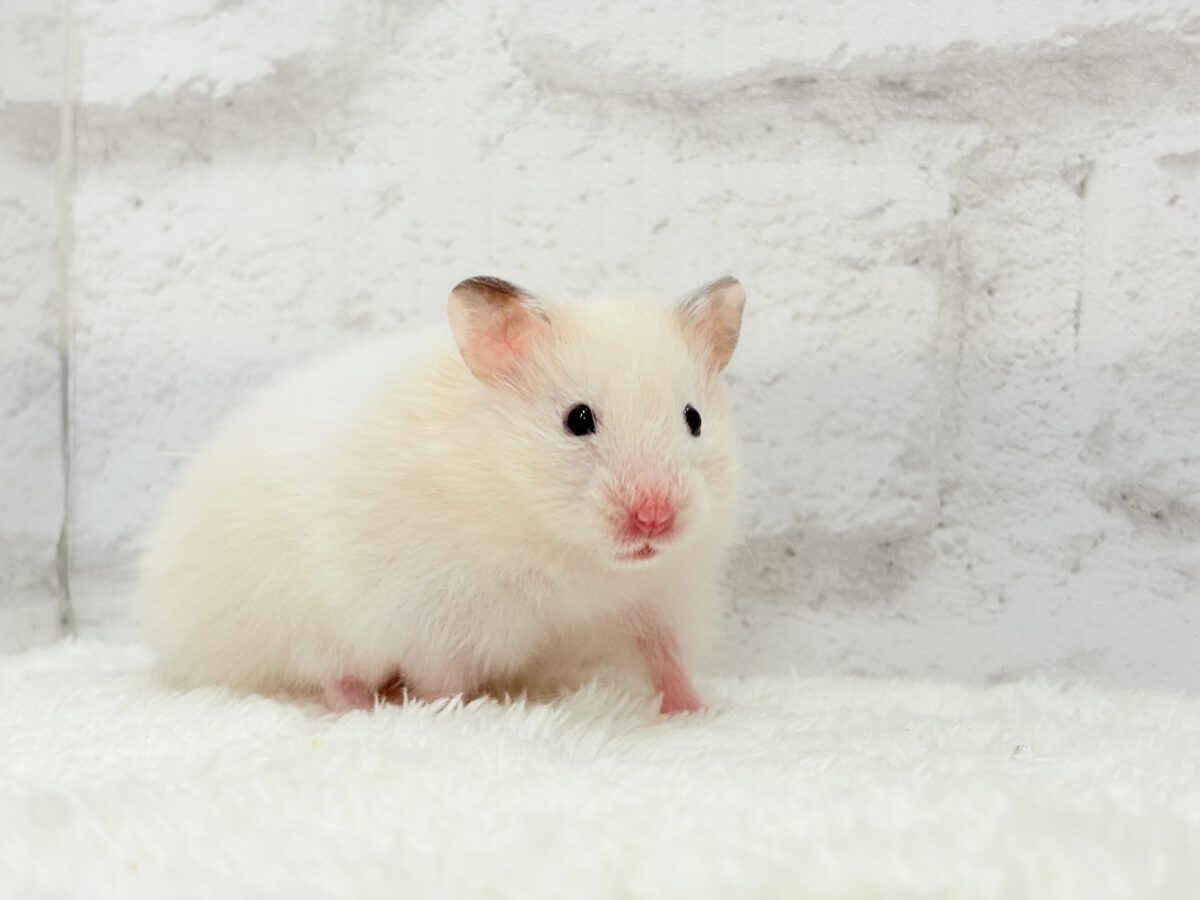 淡々ふんわり🐹🍬長毛ハムスター(女の子) ゴールデンハムスター