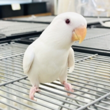 【最新画像】空から舞い降りてきた天使👼コザクラインコ(ペルーファロー)ヒナ
