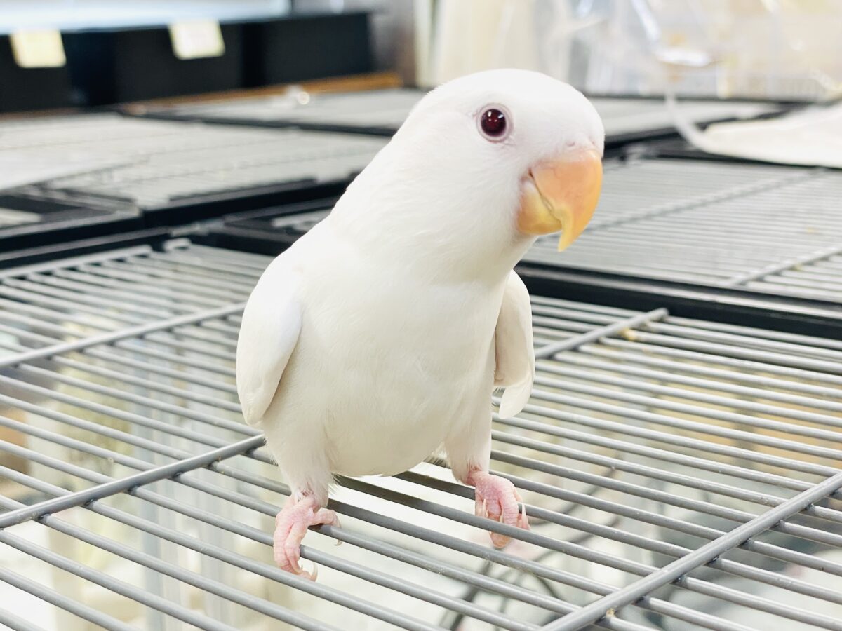 【最新画像】空から舞い降りてきた天使👼コザクラインコ(ペルーファロー)ヒナ コザクラインコ(小桜インコ)