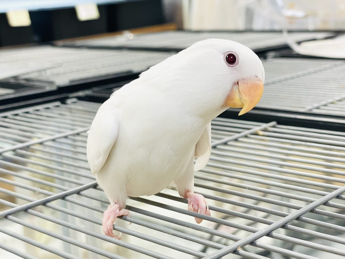【最新画像】空から舞い降りてきた天使👼コザクラインコ(ペルーファロー)ヒナ コザクラインコ(小桜インコ)