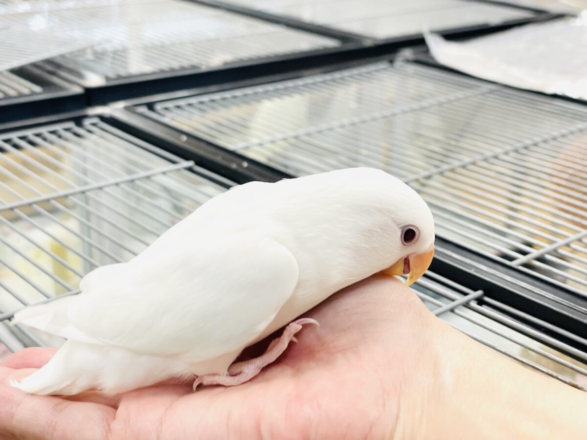 【最新画像】空から舞い降りてきた天使👼コザクラインコ(ペルーファロー)ヒナ コザクラインコ(小桜インコ)