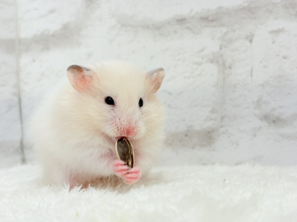 淡々ふんわり🐹🍬長毛ハムスター(女の子) ゴールデンハムスター