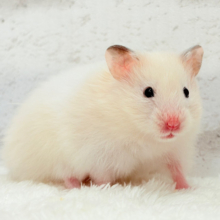 淡々ふんわり🐹🍬長毛ハムスター(女の子)