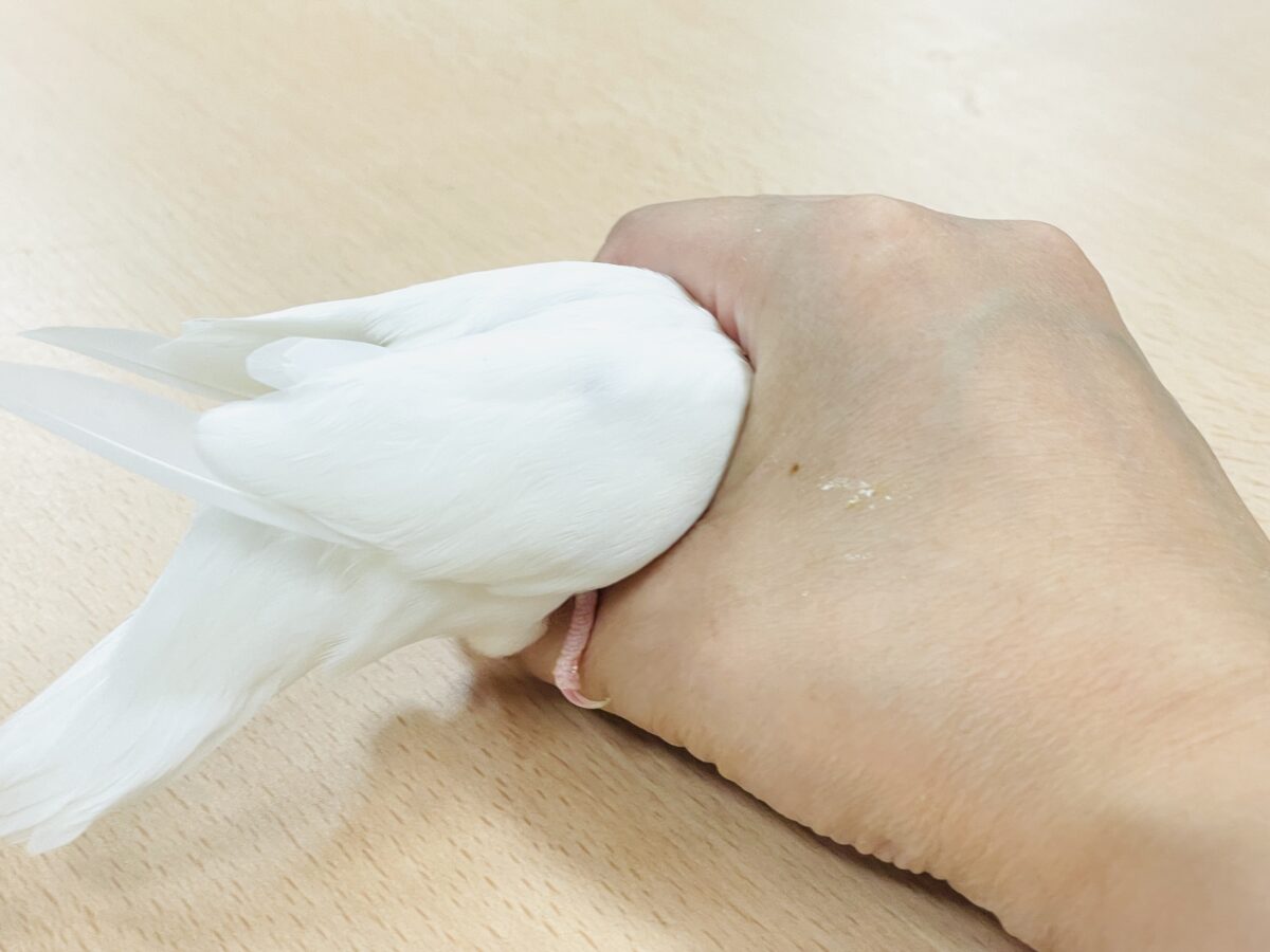 【最新画像】空から舞い降りてきた天使👼コザクラインコ(ペルーファロー)ヒナ コザクラインコ(小桜インコ)