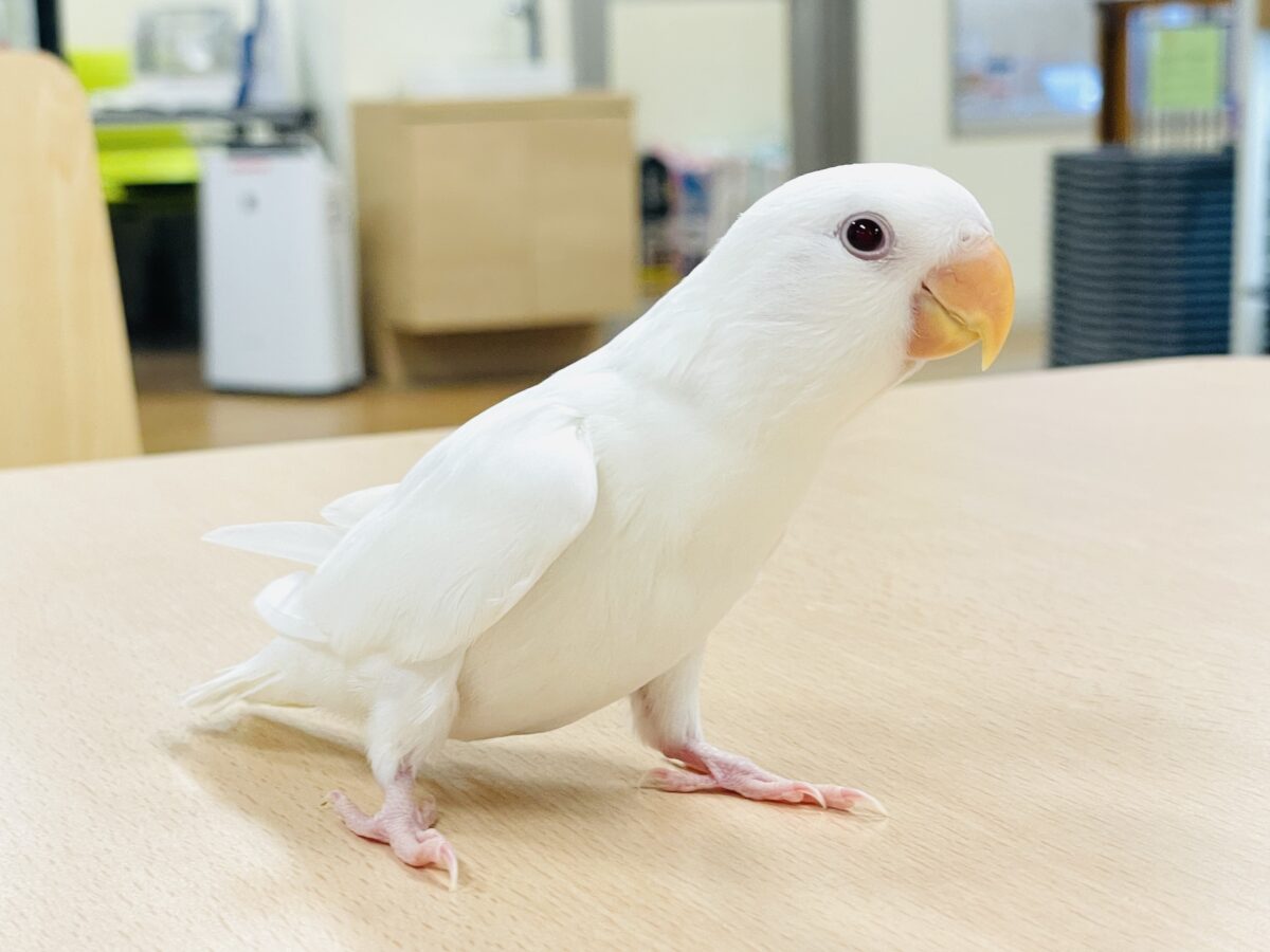 【最新画像】空から舞い降りてきた天使👼コザクラインコ(ペルーファロー)ヒナ コザクラインコ(小桜インコ)