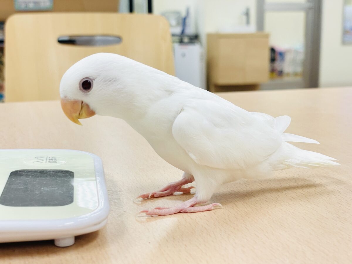 【最新画像】空から舞い降りてきた天使👼コザクラインコ(ペルーファロー)ヒナ コザクラインコ(小桜インコ)