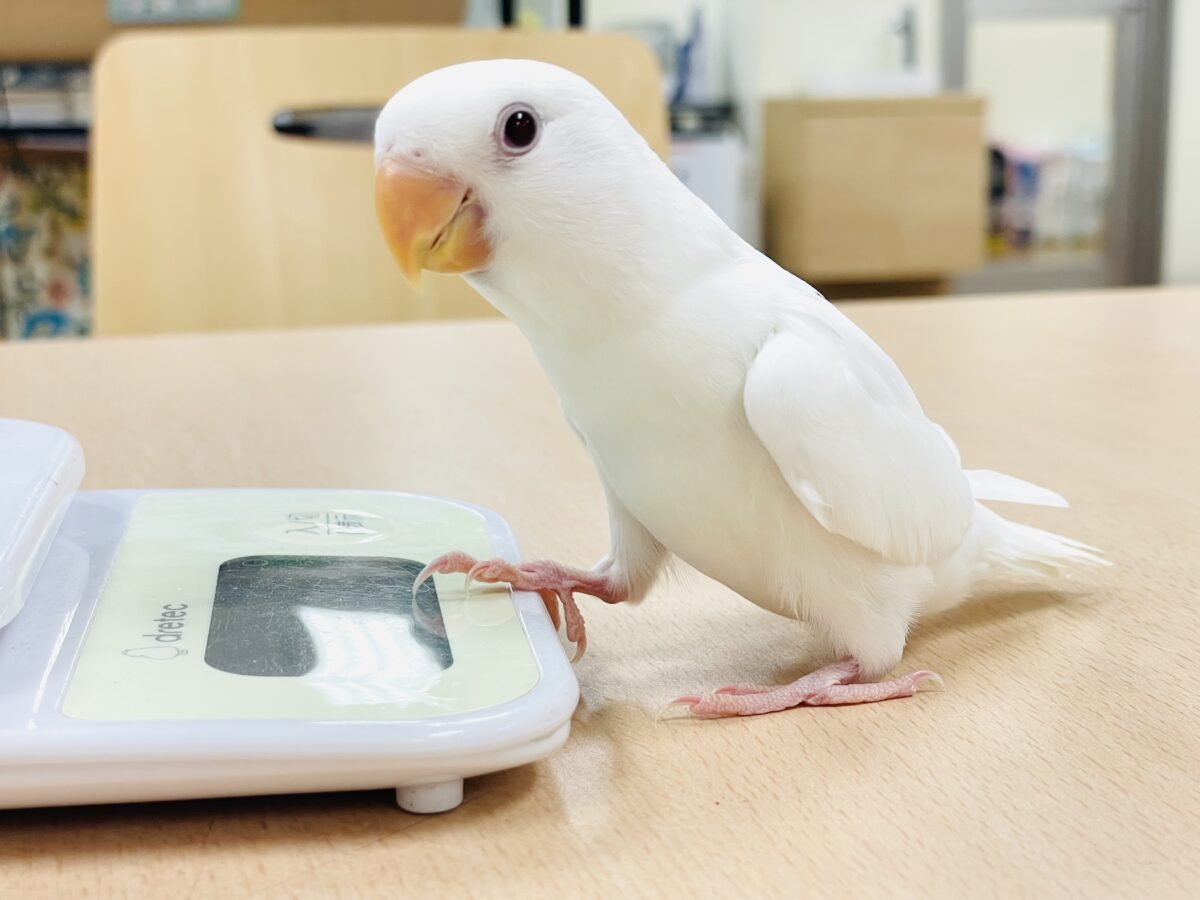 【最新画像】空から舞い降りてきた天使👼コザクラインコ(ペルーファロー)ヒナ コザクラインコ(小桜インコ)