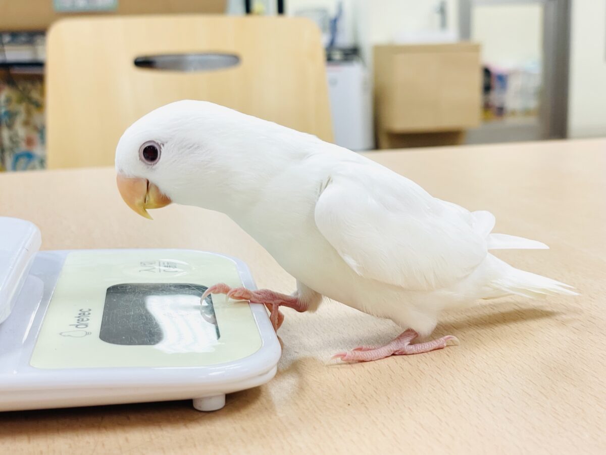 【最新画像】空から舞い降りてきた天使👼コザクラインコ(ペルーファロー)ヒナ コザクラインコ(小桜インコ)