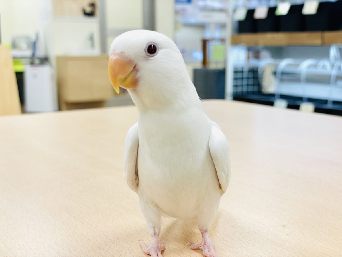 【最新画像】空から舞い降りてきた天使👼コザクラインコ(ペルーファロー)ヒナ コザクラインコ(小桜インコ)
