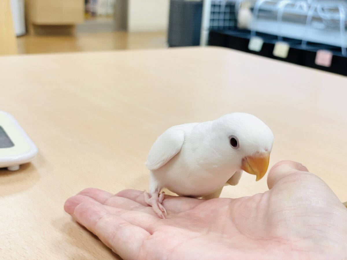【最新画像】空から舞い降りてきた天使👼コザクラインコ(ペルーファロー)ヒナ コザクラインコ(小桜インコ)
